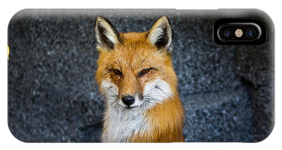 Fox iPhone X Case featuring the photograph Red Fox by Ms Judi