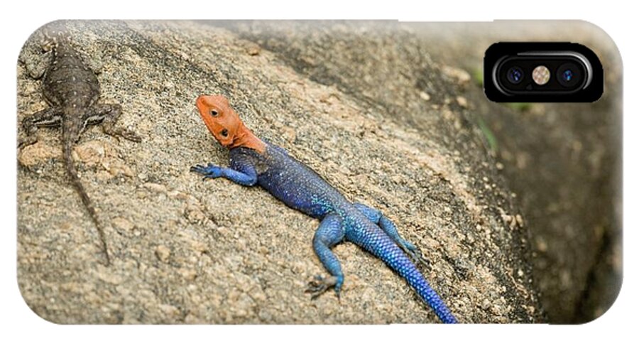Red-headed iPhone X Case featuring the photograph Red-headed Rock Agama by Photostock-israel