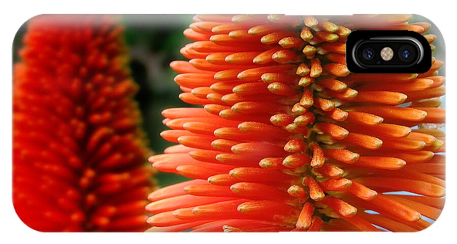 Spring iPhone X Case featuring the photograph Red-orange flower of Eremurus Ruiter-Hybride by Jola Martysz
