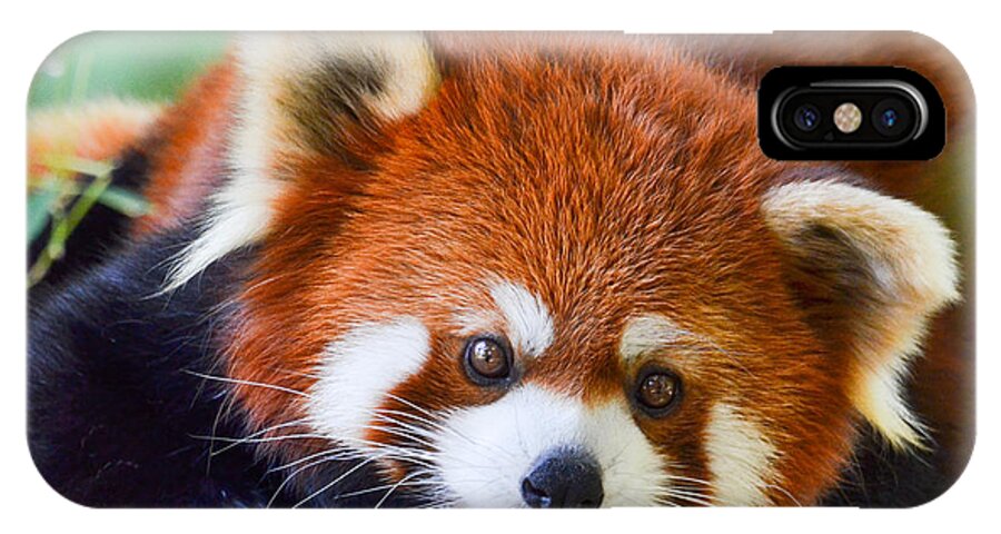 Red Panda Bear iPhone X Case featuring the photograph Red Panda by Michael Hubley
