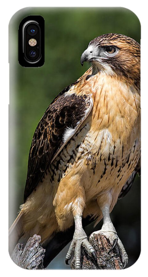 Red Tailed Hawk iPhone X Case featuring the photograph Red Tail Hawk Portrait by Dale Kincaid