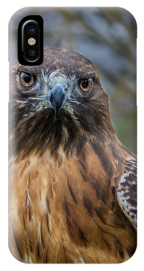 Hawk iPhone X Case featuring the photograph Red Tailed Hawk by James Woody