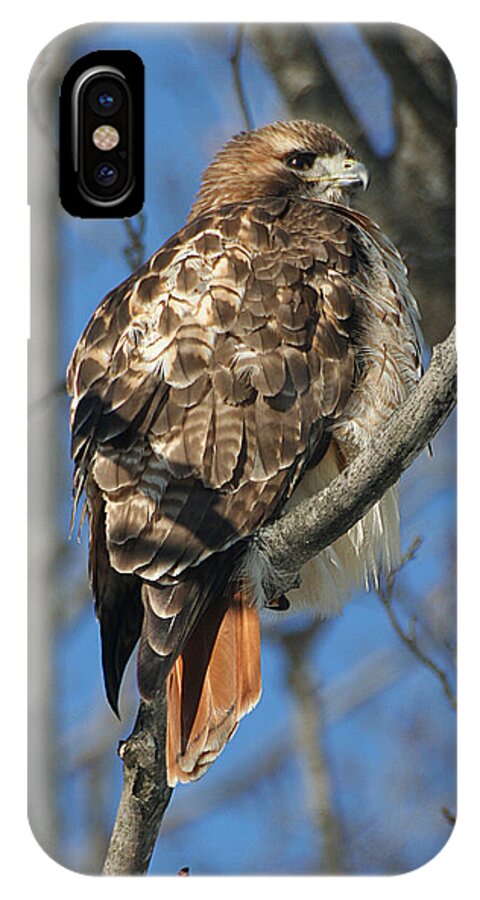 Wildlife iPhone X Case featuring the photograph Red-Tailed Hawk by William Selander