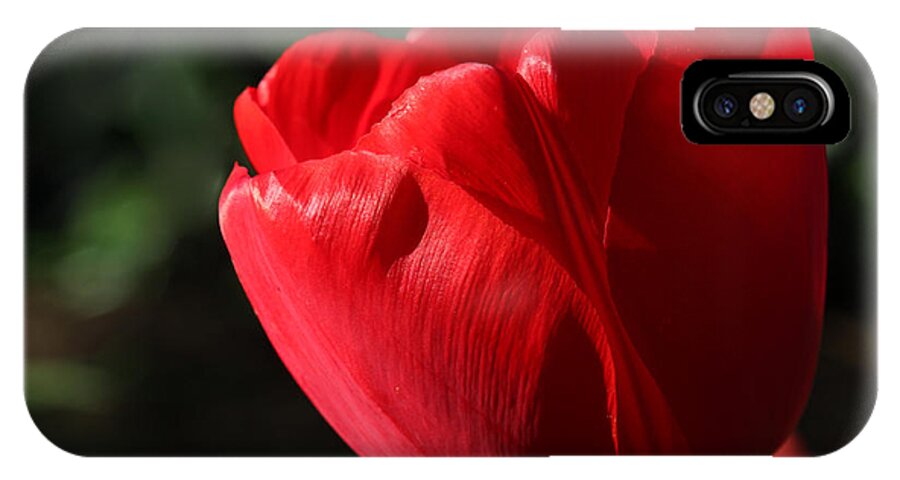 Flower iPhone X Case featuring the photograph Red Tulip by Todd Blanchard