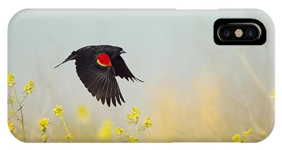 Blackbird iPhone X Case featuring the photograph Red Winged Blackbird in Flight by Susan Gary