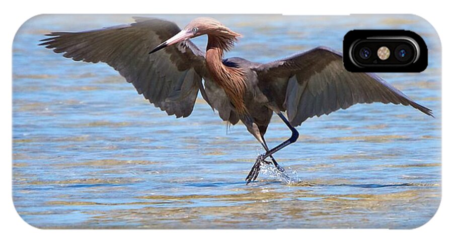 Reddish Egret iPhone X Case featuring the photograph Reddish Tent by David Beebe