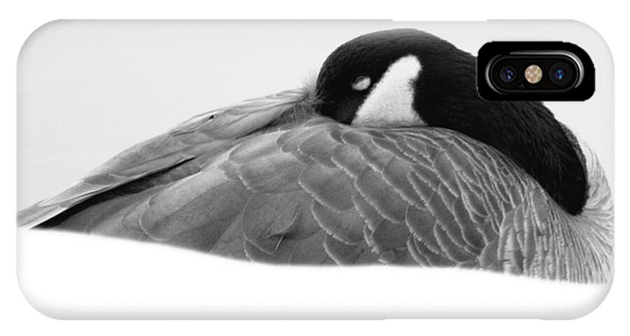 Canada Goose iPhone X Case featuring the photograph Resting Goose in BW by Anita Oakley