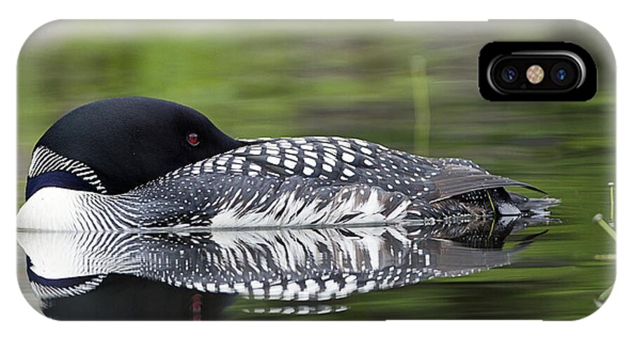 Common Loon iPhone X Case featuring the photograph Resting Loon by John Vose