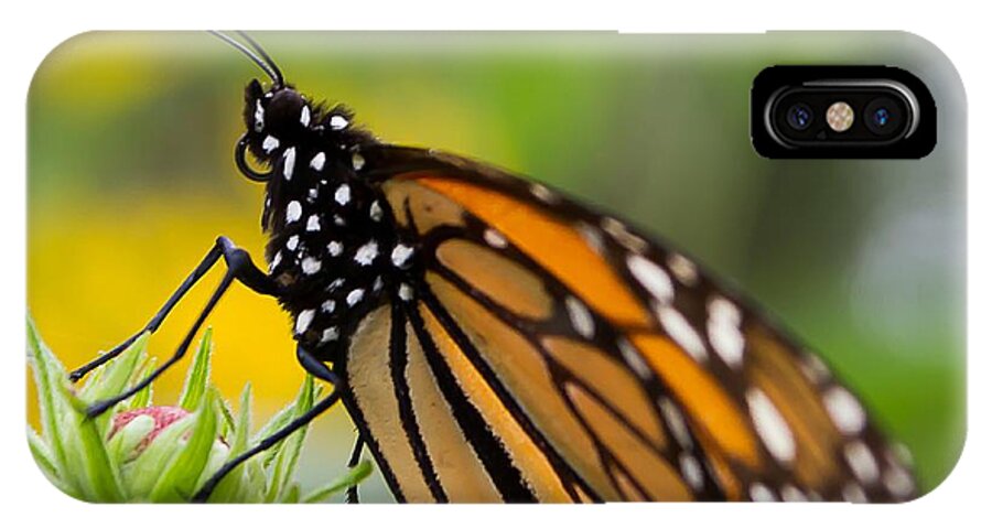 Monarch iPhone X Case featuring the photograph Resting Monarch Butterfly by Nikki Vig