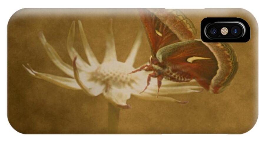Photograph iPhone X Case featuring the mixed media Resting Moth by Barbara St Jean