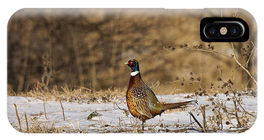 Pheasant iPhone X Case featuring the photograph Ringer by Jack Milchanowski