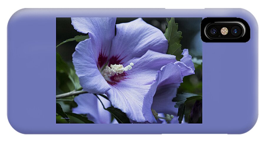 Rose Of Sharon iPhone X Case featuring the photograph Rose of Sharon by Rebecca Samler