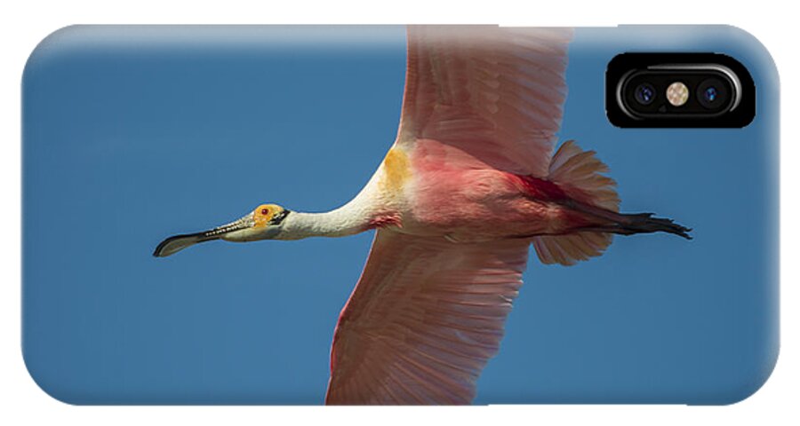 Texas iPhone X Case featuring the photograph Roseate Spoonbill in Flight by Richard Mason