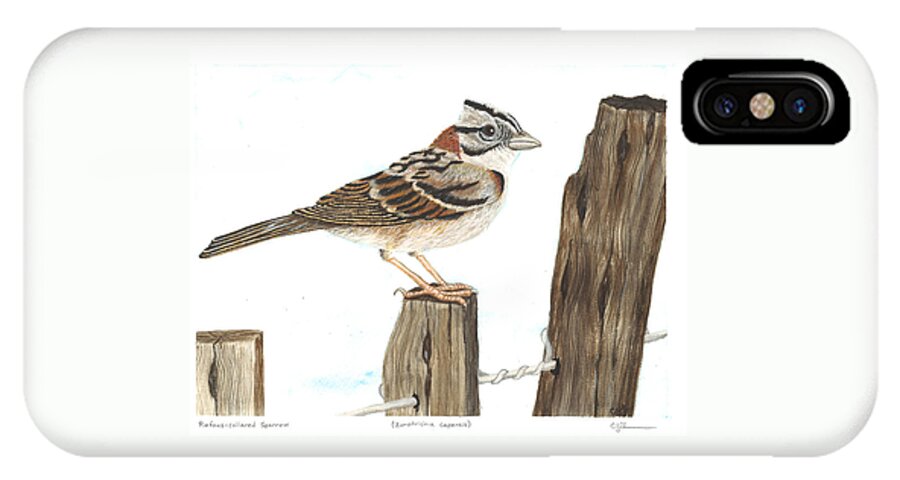 Bird iPhone X Case featuring the painting Rufous-collared sparrow by Cindy Hitchcock