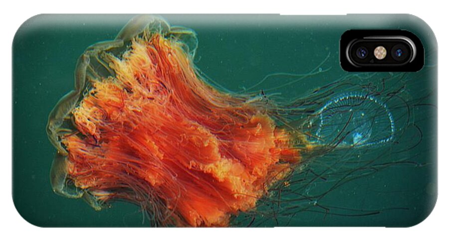 Lion's Mane Jellyfish iPhone X Case featuring the photograph Salish Sea Jelly Drama by Gayle Swigart
