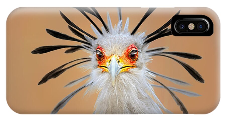 Bird iPhone X Case featuring the photograph Secretary bird portrait close-up head shot by Johan Swanepoel