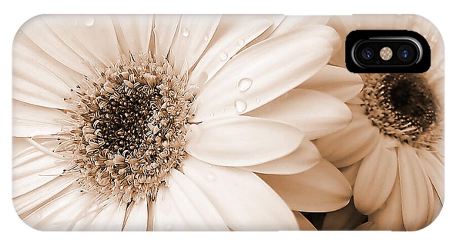 Daisy iPhone X Case featuring the photograph Sepia Gerber Daisy Flowers by Jennie Marie Schell