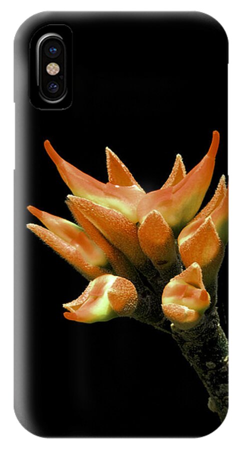 Serene iPhone X Case featuring the photograph Serene - Unruffled by Ramabhadran Thirupattur