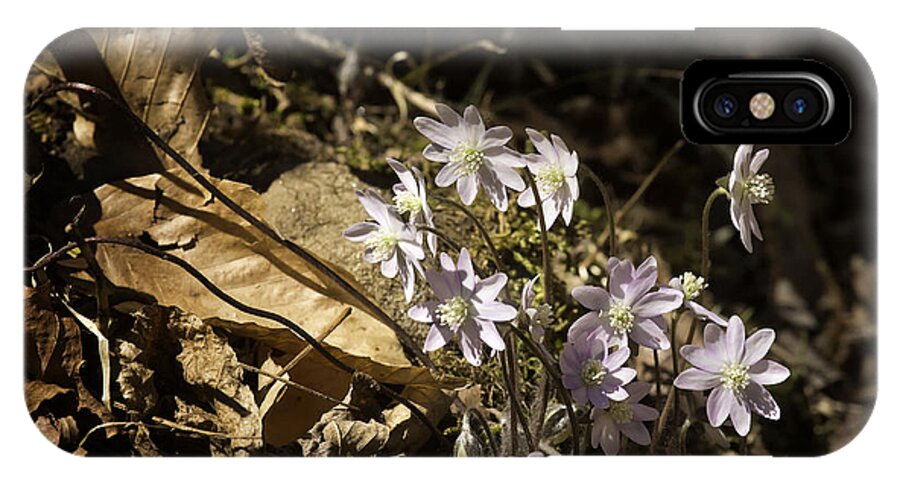 Sharp Lobed Hepatica iPhone X Case featuring the photograph Sharp Lobed Hepatica Lost Valley Trail by Michael Dougherty
