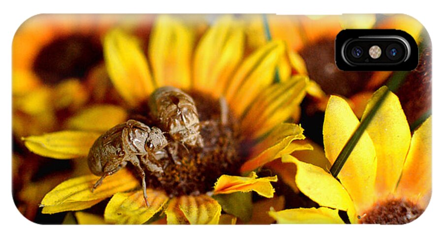 Dry Fly iPhone X Case featuring the pyrography Shell of a Bug on Flower by Jeffrey Platt