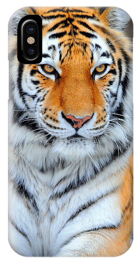 Tiger iPhone X Case featuring the photograph Siberian Tiger by Clint Buhler