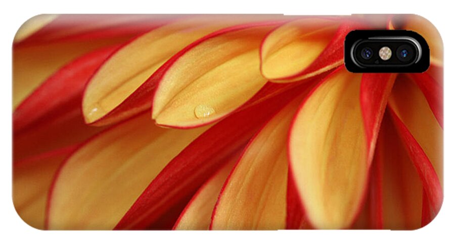 Dahlia iPhone X Case featuring the photograph Smooth As Butter by Connie Handscomb