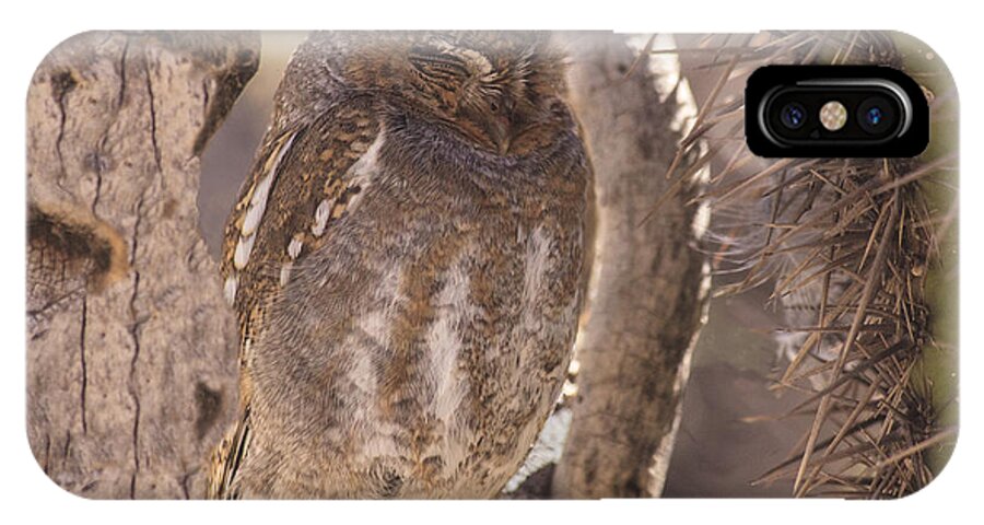Owl iPhone X Case featuring the photograph Snoozing II by Mike Stephens
