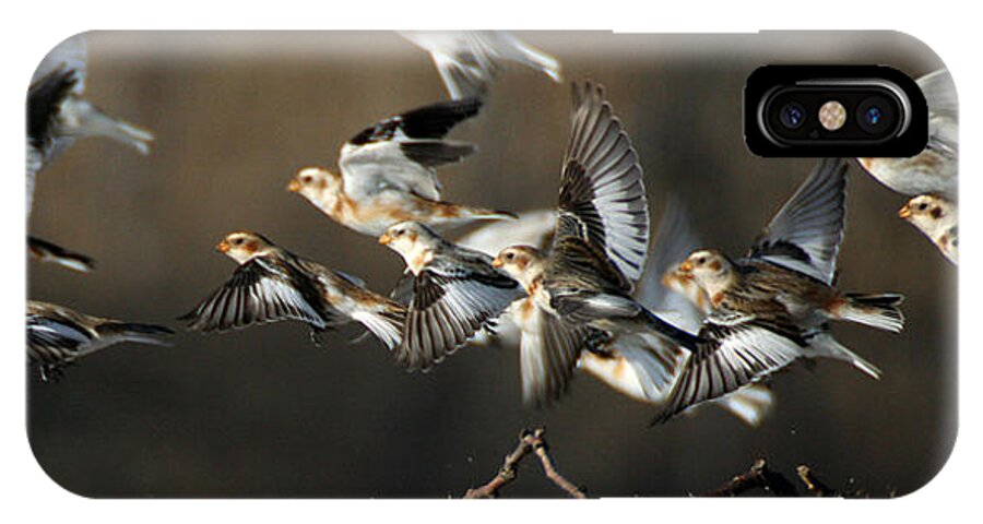 Wildlife iPhone X Case featuring the photograph Snow Buntings Taking Flight by William Selander