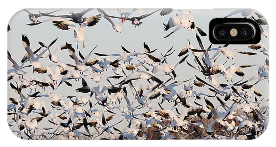 Snow iPhone X Case featuring the photograph Snow Geese Takeoff from farmers corn field. by Allan Levin