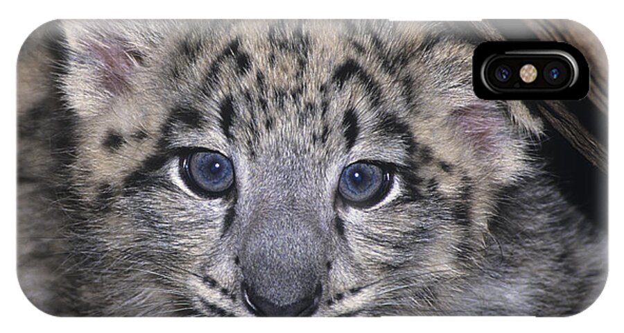 Asia iPhone X Case featuring the photograph Snow Leopard Cub ENDANGERED by Dave Welling