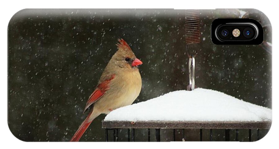 Female Northern Cardinal iPhone X Case featuring the photograph Snowy Cardinal by Benanne Stiens