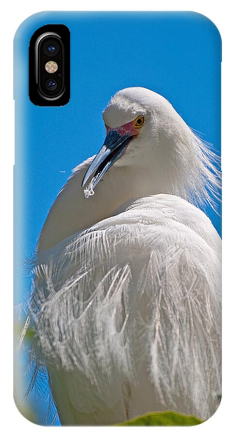 Snowy Egret iPhone X Case featuring the photograph Snowy Egret by Donna Doherty