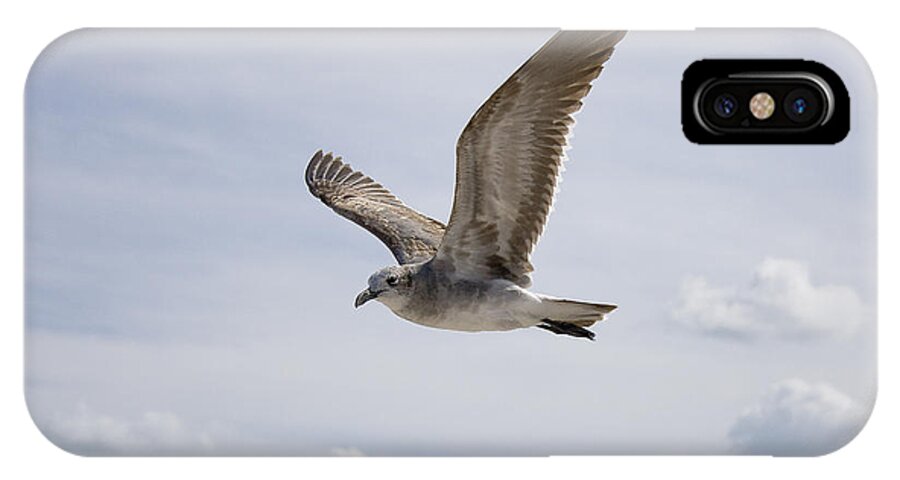 Seagull iPhone X Case featuring the photograph Soaring Gull by Daniel Murphy