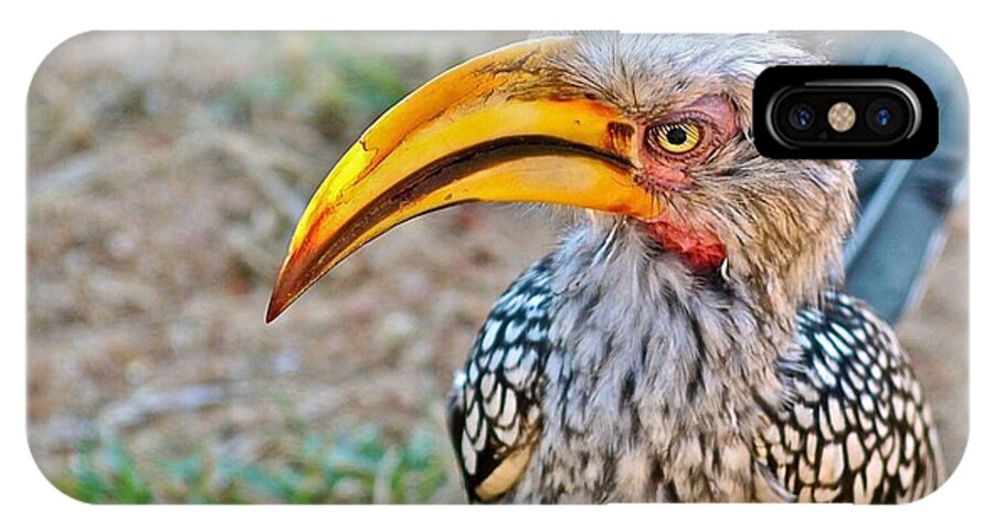 South Africa iPhone X Case featuring the photograph Southern Yellow Billed Hornbill by William Morgan