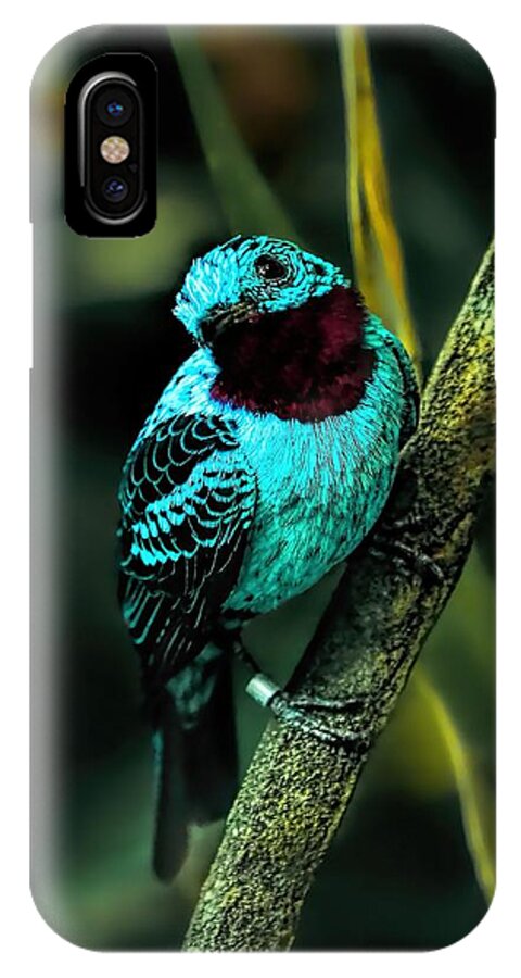 Spangled Continga iPhone X Case featuring the painting Spangled Cotinga Turquoise Bird by Tracie Schiebel