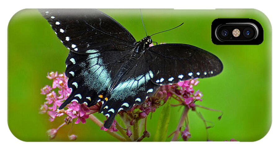 Butterfly iPhone X Case featuring the photograph Spicebush Swallowtail by Rodney Campbell