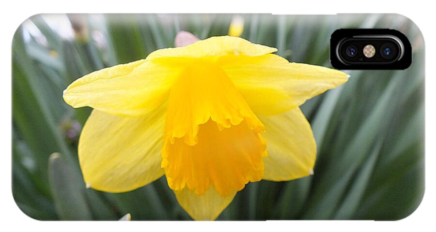 Daffodil iPhone X Case featuring the photograph Spring Daffodil by Kimmary MacLean
