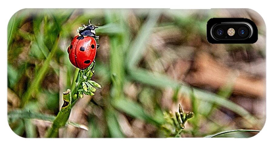 Lady Bug iPhone X Case featuring the photograph Spring Lady by Ken Williams