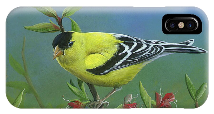 American Goldfinch Paintings iPhone X Case featuring the painting Spring's Return by Mike Brown