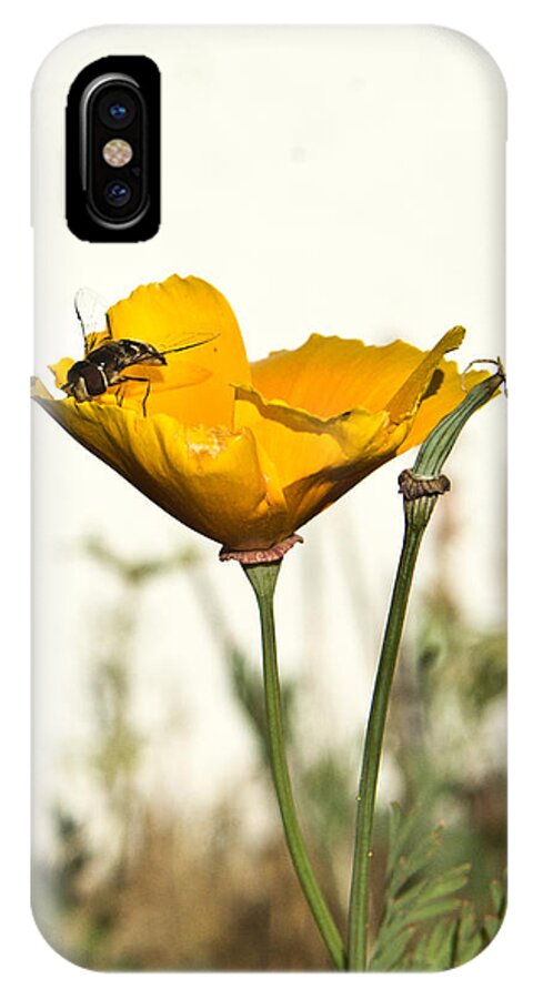 Syrphid iPhone X Case featuring the photograph Sryphid and Poppy 1 by Douglas Barnett