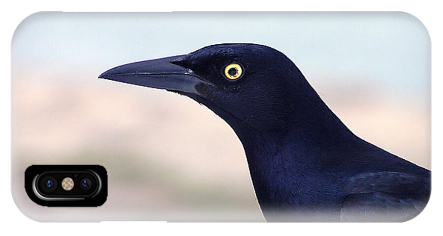 Male iPhone X Case featuring the painting Stare of the Male Grackle by Adam Johnson