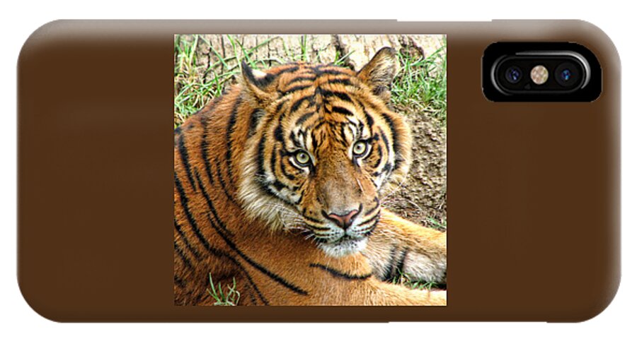 Tiger iPhone X Case featuring the photograph Staring Tiger by Helaine Cummins