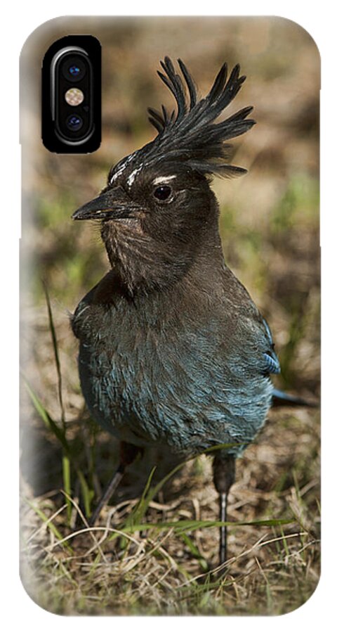 Bird iPhone X Case featuring the photograph Stellar's Jay - Inland Race by Gregory Scott