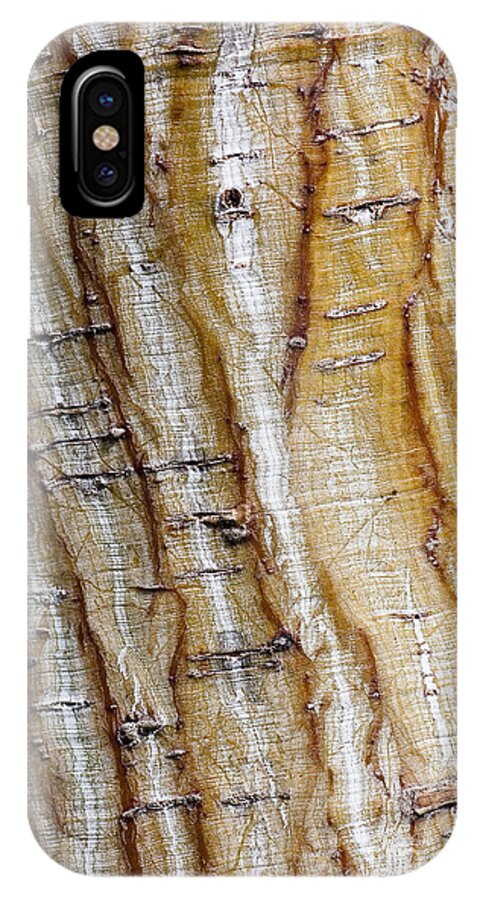 Arboretum iPhone X Case featuring the photograph Striped maple by Steven Ralser