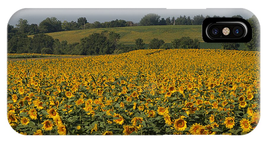 Sun Flower iPhone X Case featuring the photograph Sun Flower Sea by William Norton
