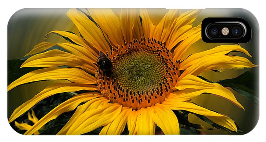 Colette iPhone X Case featuring the photograph Sun Flower Summer 2014 by Colette V Hera Guggenheim