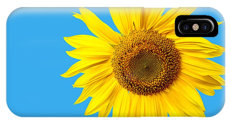 Bloom iPhone X Case featuring the photograph Sunflower Blue Sky by Edward Fielding