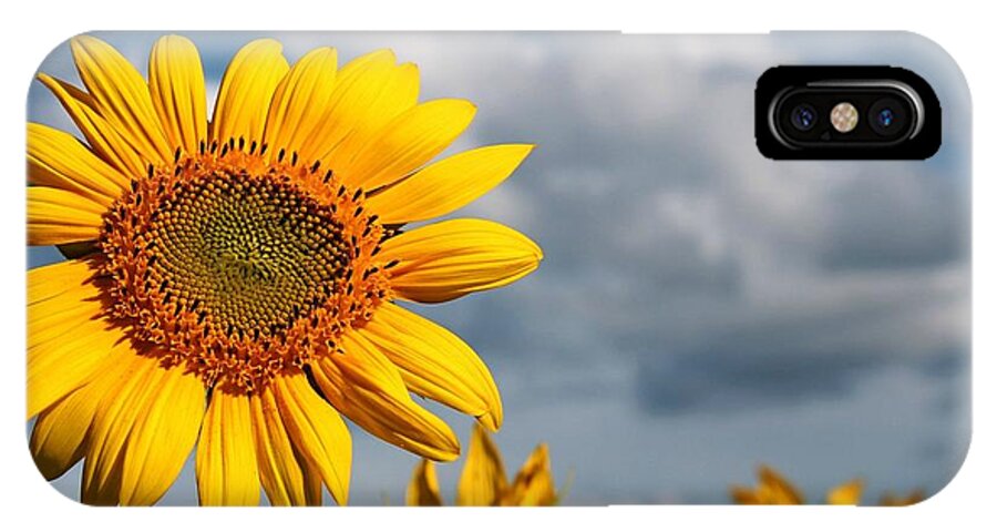 Sunflower iPhone X Case featuring the photograph Sunflower Lovely by Tamam Newman