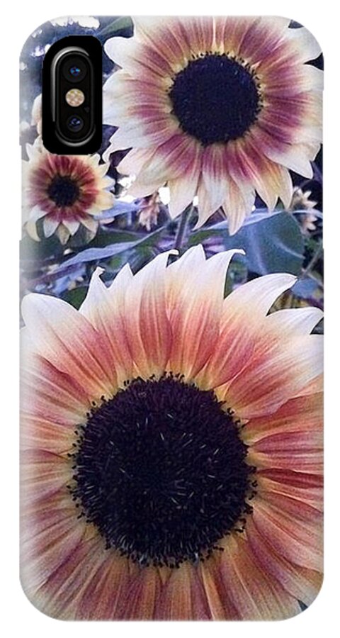 Sunflowers iPhone X Case featuring the photograph Sunflowers at Dusk by Rick Starbuck