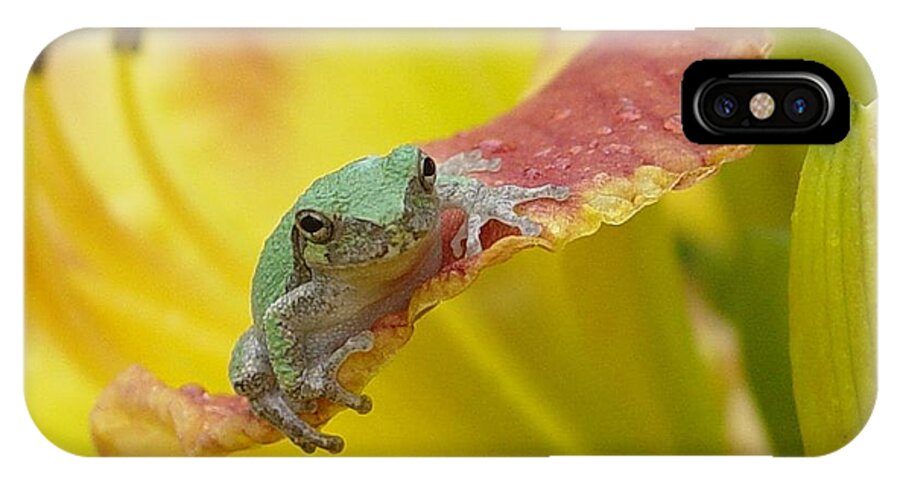 Tree Frog iPhone X Case featuring the photograph Sunning in a Day Lily by Carol Berning